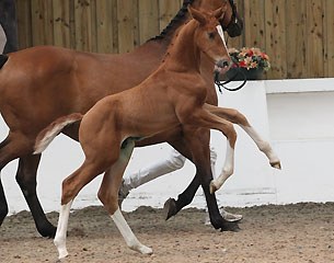 Mount St John showed young stock and foals from formidable bloodlines such as the playful colt MSJ Standing Ovation by world champion Sezuan and the halfsister to Fürstenball, VIP by Vivaldi x Donnerhall.