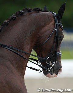Sandra Aagaard Hyrm's Oldenburg stallion Dicardo (by Don Romantic x Lauries Crusador xx)