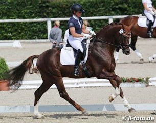 Danzarino OLD, Oldenburger stallion by Diamond Hit x Laurentio - Rider: Katrin Burger