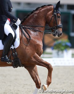 Alex Hardwick's Donauwein (by Don Vino x Brentano II). His full brother Donaublick competed with Austrian Tatjana Svehla at the same Under 25 Championships