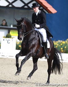 Daniel Bachmann Andersen on the popular Hanoverian stallion Hotline (by Hofrat x De Niro). The stallion looked a bit disgruntled but Daniel presented him well. He could be more elastic overall & sit more in piaffe but the passage was good