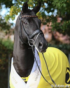 Desperados FRH, the Hanoverian Stallion of the Year 2016 :: Photo © LL-foto