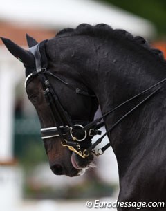Aqiedo certainly showed highlights in several movements, such as the pirouettes and tempi changes, but the piaffe was still incorrect (right hind out) and the contact with the bridle far from ideal with the tongue showing on the left