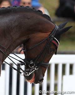 Unfortunately Anna Zibrandtsen and Arlando were eliminated from the Special as the horse had bitten his tongue. In the Special Arlando was visibly unhappy in the bridle, loudly grinding his teeth. Midway through the test, the bell rung. 