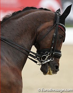 Brandtoftes Sjubell in a double bridle with a Baucher snaffle