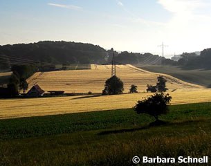 Wheat field in Hagen am Teutoburger Wald