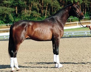 Two-year old stallion prospect Desario (by De Champ x Rosario)
