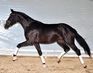 Two-year old broodmare Sadira (by Sir Donnerhall I x Don Schufro), in foal to Zonik