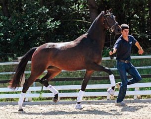 Total Super, 2-year old future broodmare and sport horse by Totilas x Sandro Hit