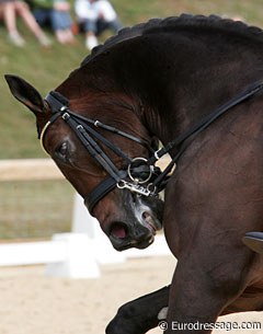 Horse in rollkur, hyperflexed position :: Photo © Astrid Appels