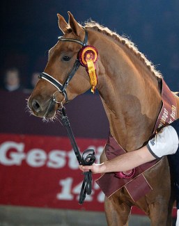 Don Royal (by Don Juan de Hus x Rubin Royal), champion of the 2016 DSP Licensing :: Photo © Bjorn Schroeder