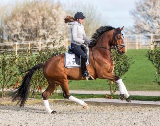 Dufour on Rosendal's Zundance in April 2017 :: Photo © JH Dressage