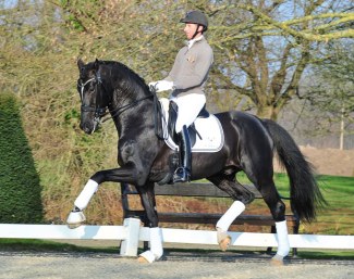 Gestüt Peterhof's Triple World YH Champion Sezuan :: Photo © Siegbert Altenhofer