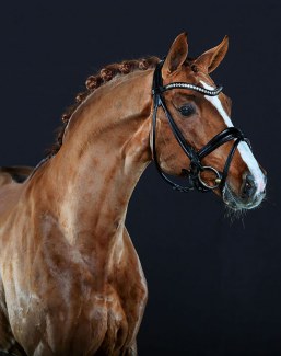 Belissimo M