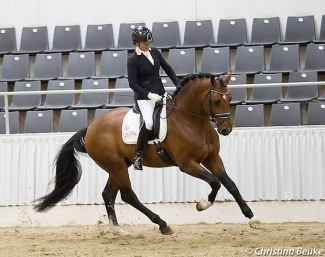 Erdinger at the 2018 Hanoverian Saddle Licensing :: Photo © Christina Beuke