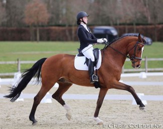 Former Belgian pony team rider Kayleigh Buelens now selected for the Belgian Young Horse Team with Fifty Ways to Victory, bred by Holly Simensen, discovered in Oldenburg by her trainer Mario van Orshaegen :: Photo © Chris Coessens