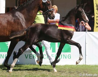 2018 German Colt Foal Champion by Zoom x Don Romantic :: Photo © LL-foto