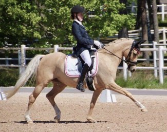 RS Proud Mary (by FS Champion de Luxe x Bolero)