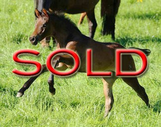 SOLD SOLD SOLD