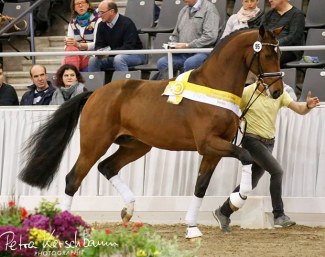 Premium stallion by Veneno x Fidertanz at the 2018 Hanoverian Stallion Licensing :: Photo © Petra Kerschbaum