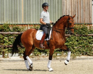 Stunning Ampere x Sandro Hit gelding