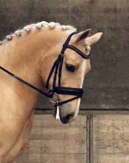 FEI Dressage Pony Mike