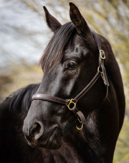 Tristan (by Tolegro x Wertschatz)