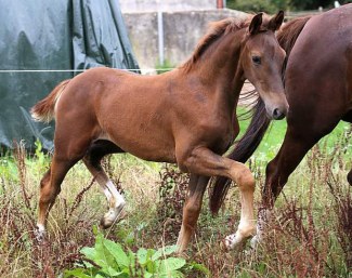 Firestarter (by Fahrenheit x Jazz x De Niro)