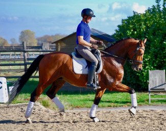 Aatu (by Ampere x Blue Hors Cavan)