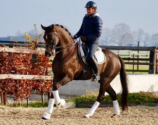 Zalsa (by Florencio x Maykel) - Grand Prix schoolmaster