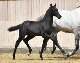 Fakhiir (by Franklin x Temptation x Michelangelo)