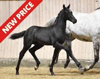 Fakhiir (by Franklin x Temptation x Michelangelo)