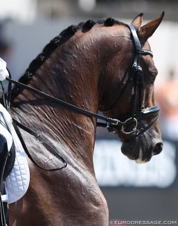 Competing in a snaffle is now allowed up to CDI 2* level :: Photo © Astrid Appels