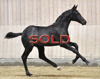 SOLD SOLD SOLD