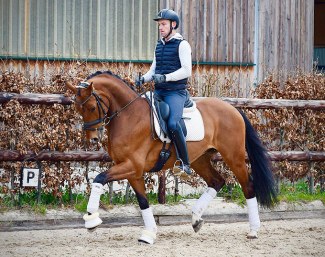Aatu (by Ampere x Blue Hors Cavan)