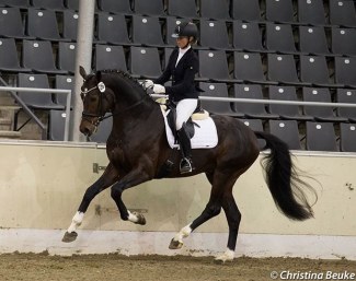 Don Allegro in Verden in 2017 :: Photo © Christina Beuke