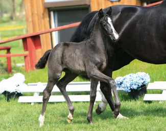 Fidus (by Furst Belissaro x Dr. Watson) :: Photo © Ernst