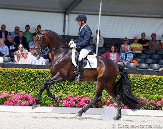 Severo Jurado Lopez and Furst William HC won the 4-year old stallion class at the 2016 World Young Horse Championships :: Photo © Digishots