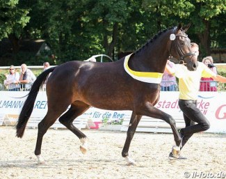 Flora, 2019 Hanoverian Mare Champion :: Photo © LL-foto