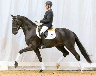 First Choice (by Furst Belissario x Soliman de Hus) :: Photo © Tammo Ernst