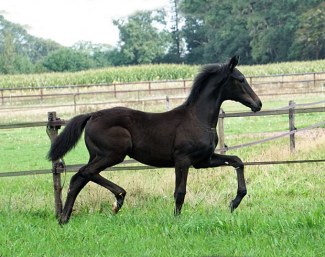 Oliviera (by For Romance II x Florestan)