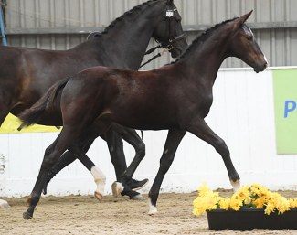 Usher (by Uthopia x Danone I x Feiner Stern)