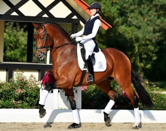 V-Plus Gold (by Vivaldi x Furst Romancier)