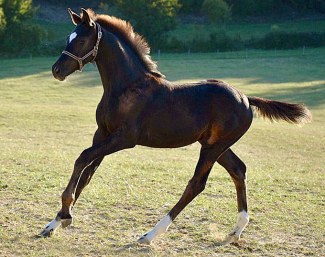 Jack is Black BC (by First Step Valentin x Jazz)
