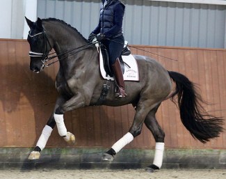 MSJ Cashmere (by Charmeur x Totilas x Dacaprio)