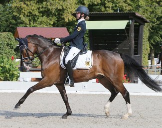 FEI Dressage Pony Hancock (by Herzensdieb x Nemo)