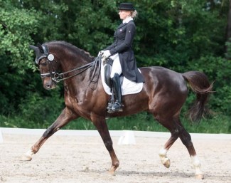 Internationally competed Grand Prix horse Jazzpoint (by Westpoint x Nubertus R)