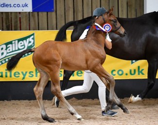 Merikanto (by Morricone x Showmaker), bronze medalist at the 2019 British Futurity Foal Championship