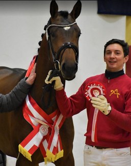 Traunstein K, champion of the 2020 Austrian Warmblood Stallion Licensing :: Photo © Pferdenews.eu