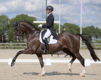 Donovan (by Sir Donnerhall x Rhodium)